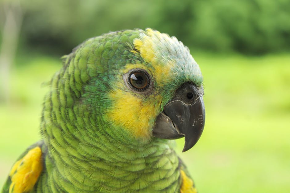 A detailed close-up of a colorful Amazon parrot perched outdoors in Bolivia.