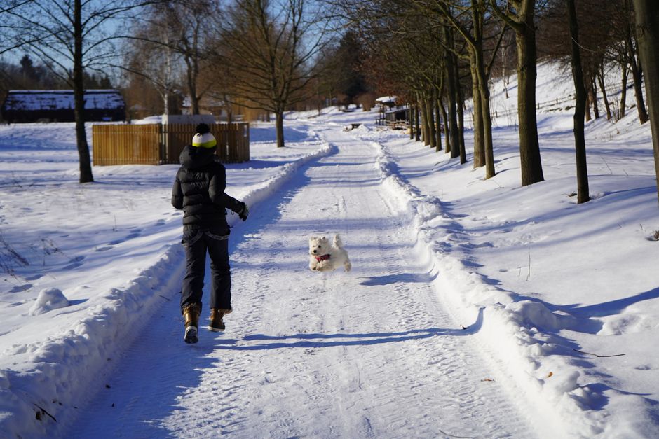 Woman and her West Highland White Terrier enjoying a sunny winter walk in a snowy park path.
