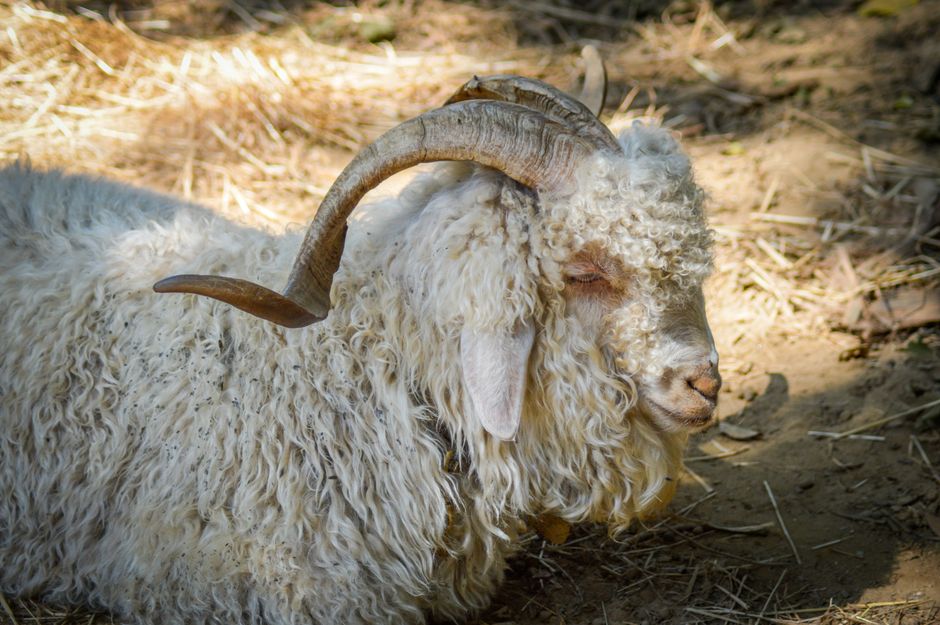 A serene Angora goat with curly fur and horns relaxing in a sunny outdoor setting.