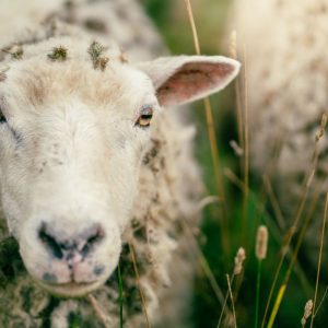 Cashmere Vs Merino Wool Warmth Durability Fall: The Cashmere vs. Merino Warmth Fallacy: What Actually Keeps You Warm