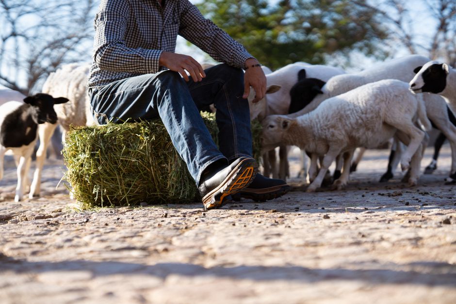 A man in casual attire sitting on a hay bale surrounded by sheep in a farm setting.