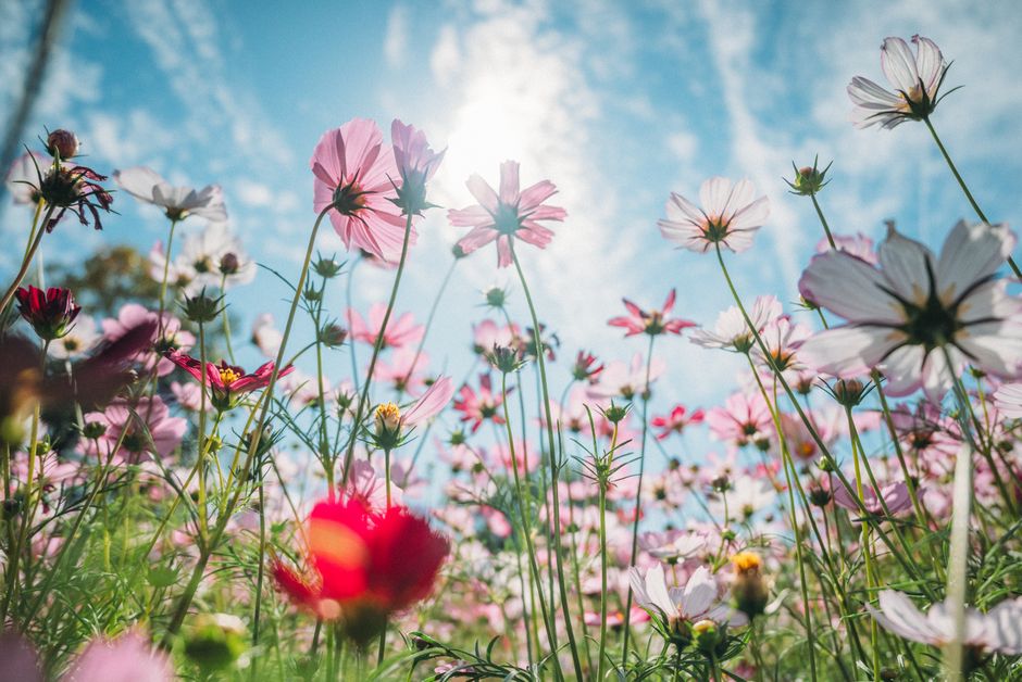 Low-angle view of vibrant cosmos flowers with a sunny background and clear blue sky.